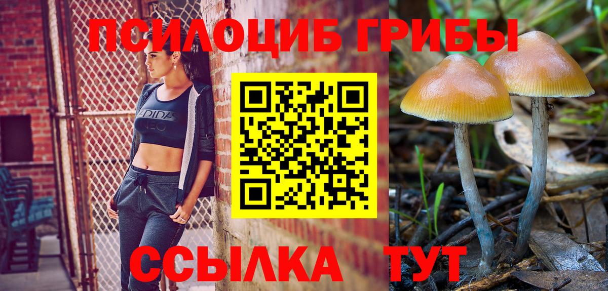 Псилоцибиновые грибы Psilocybine cubensis Искитим